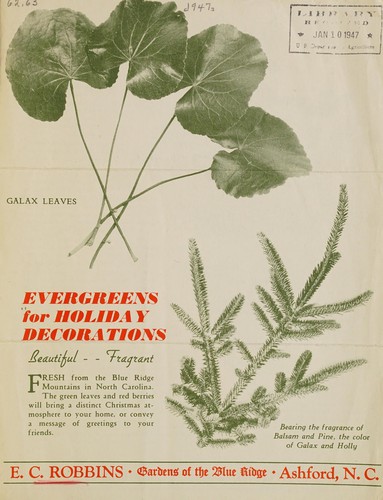 Evergreens for holiday decorations