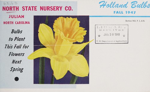 Holland bulbs, fall 1947