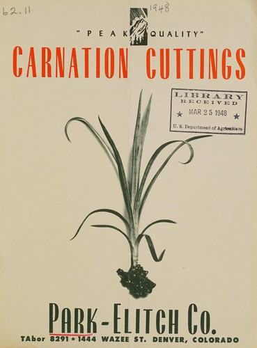 Carnation cuttings