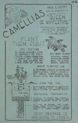 Camellias