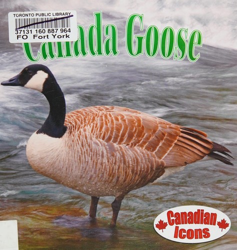 Canada goose