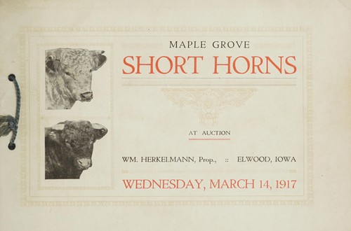 Maple Grove short horns