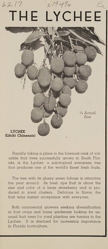The lychee