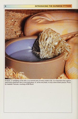 Burmese pythons