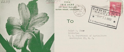 Louisiana native iris price list