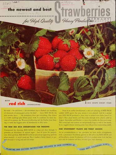 The newest and best strawberries for high quality heavy production