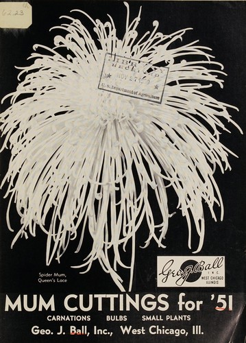 Mum cuttings for '51