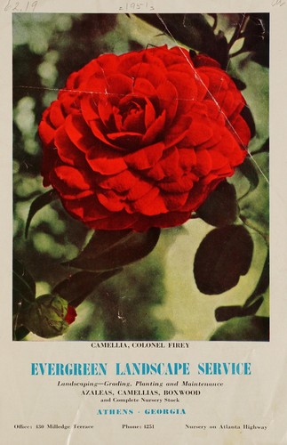 Azaleas, camellias, boxwood and complete nursery stock