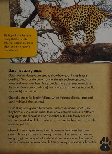 Cheetahs