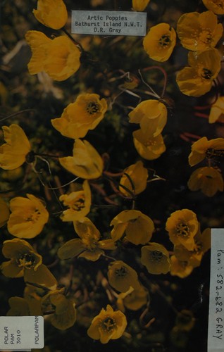 Arctic poppies - Bathurst Island, N.W.T.