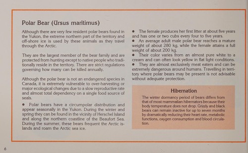 The bear facts