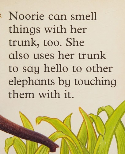 Elephant