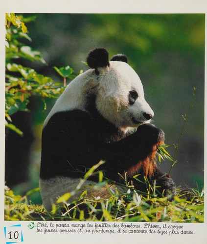 Le Panda