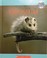 Opossum