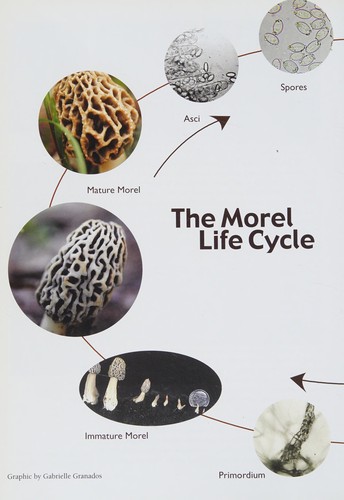 Morels