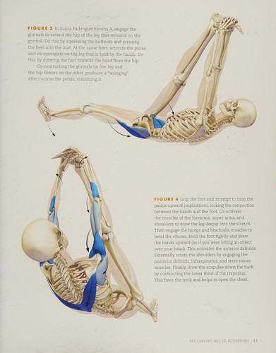 Anatomy for hip openers and forward bends