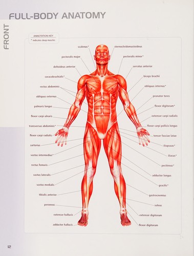 Anatomy of strength and conditioning