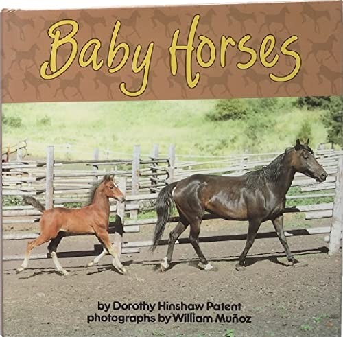 Baby horses