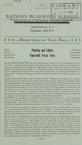 Planting and culture papershell pecan trees