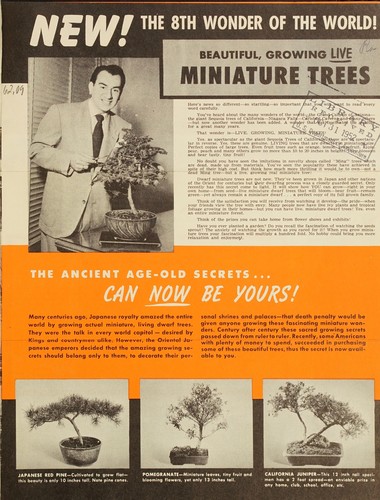 Beautiful, growing live miniature trees