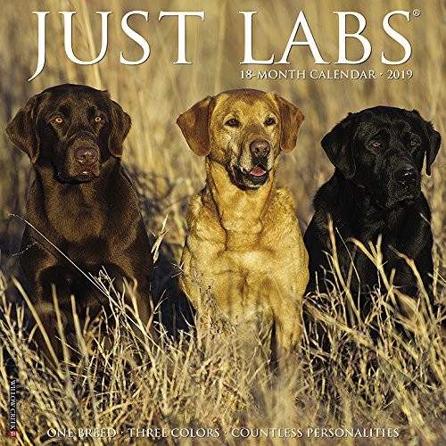 Just Labs 2019 Wall Calendar