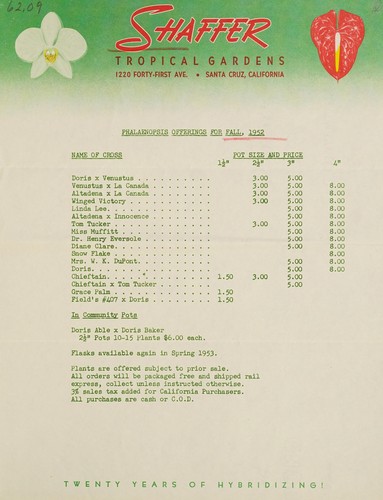 Phalaenopsis offerings for fall, 1952