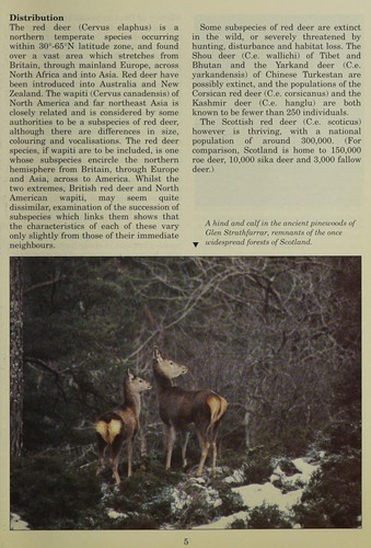 The Scottish red deer