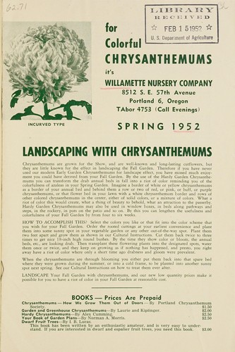For colorful chrysanthemums