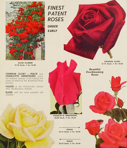 Finest patent roses
