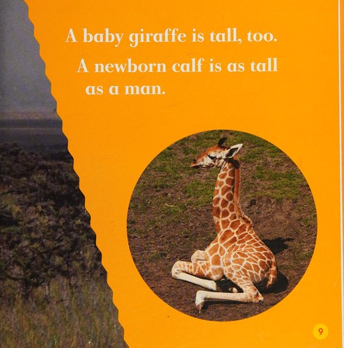 Giraffes
