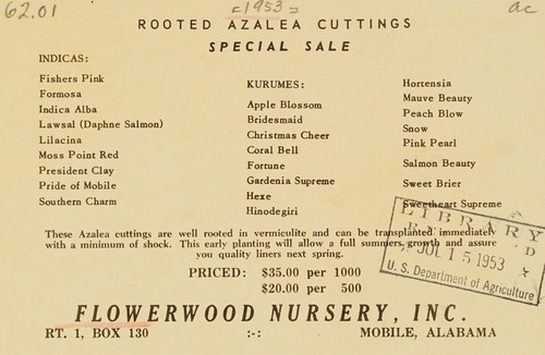 Rooted azalea cuttings, special sale