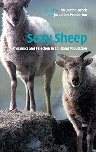 Soay sheep