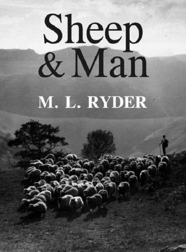 Sheep & man