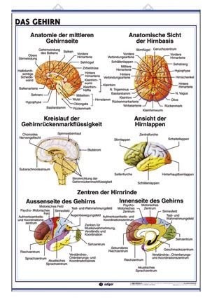 Das Nervensystem / Das Gehirn