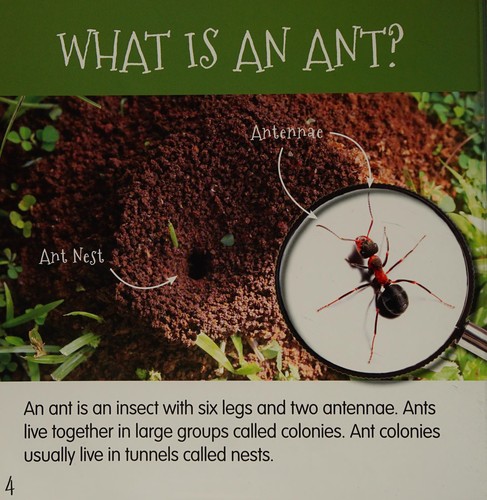 Amazing Ants