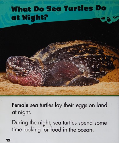 Sea turtle