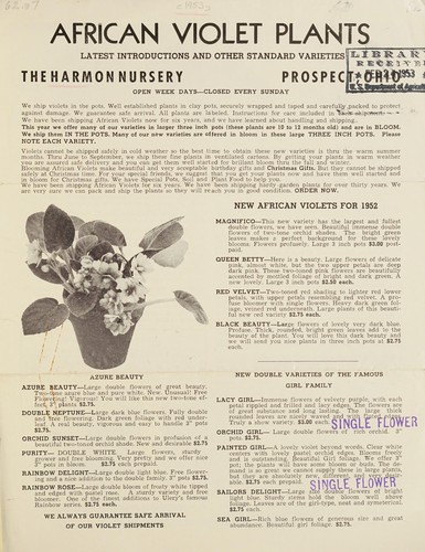 African violets plants