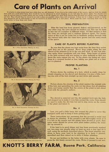 Care of plants on arrival