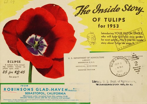The Inside story of tulips for 1953