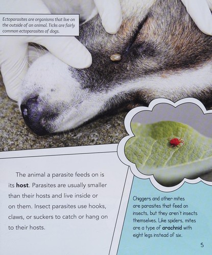 Insects As Parasites