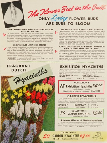 The flower bud in the bulb promises beautiful flowers next spring