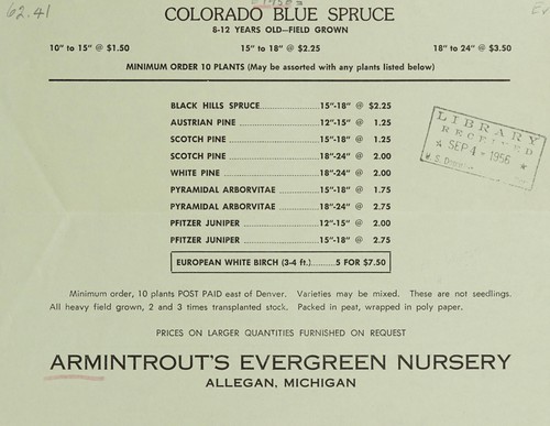 Colorado blue spruce