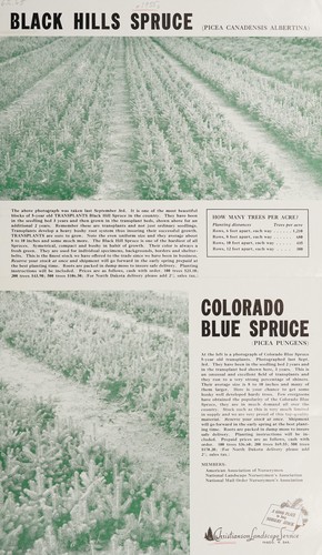 Black Hills spruce