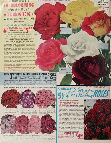 85th catalog of seeds and plants, 1955