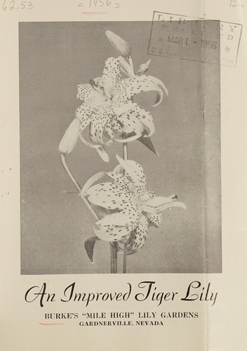An Improved tiger lily