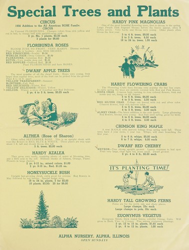 Never a better time to plant roses evergreens trees