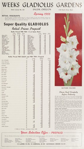 1955 gladiolus