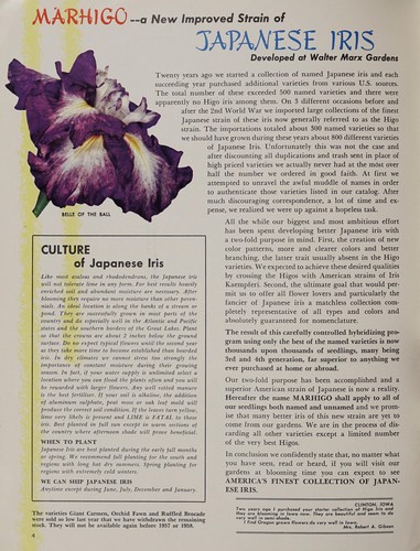 1956, marhigo iris