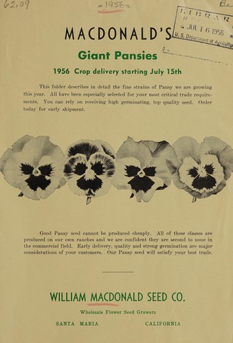 MacDonald's giant pansies