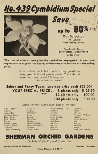 Cymbidium special